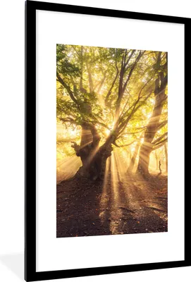 Produktbild von MuchoWow® Gerahmtes Poster Baum - Wald - Sonne 60x90 cm - Poster mit Schwarzem Bilderrahmen Wandposter Rahmen Foto Bilder - Dekoration - Wandposter Wohnzimmer - Hochwertig