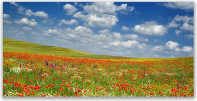 Produktbild von Acrylglasbilder 120x60 Wandbild Druck Wiese Blumen Landschaft