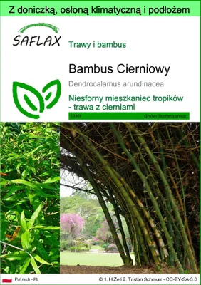 Zdjęcie produktu dla SAFLAX - Garden to go - Bambus Cierniowy - 50 Nasiona - Z doniczką, pokrywą klimatyczną i podłożem do uprawy - Dendrocalamus arundinacea