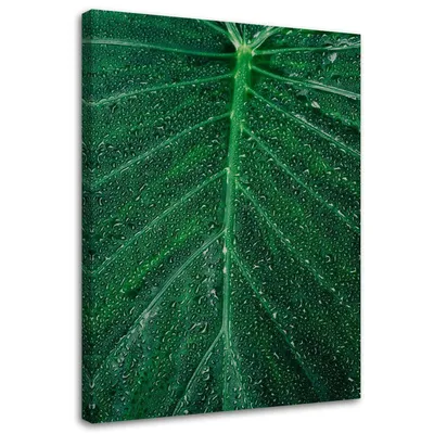 Produktbild von Leinwandbild wassertropfen auf einem großen blatt 60x90 cm Feeby grün wandbild bereit zum aufhängen