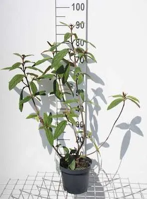 Produktbild von Viburnum rhytidophyllum - Schneeball 30- 50 cm - Container