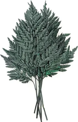 Produktbild von Stabilisiertes Farn - Lederfarn - Grün