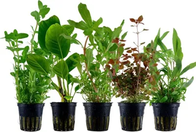 Produktbild von Pflanzen Set mit 5 Hintergrund Topf Aquarium Wasserpflanzen AquaOne Nr.208