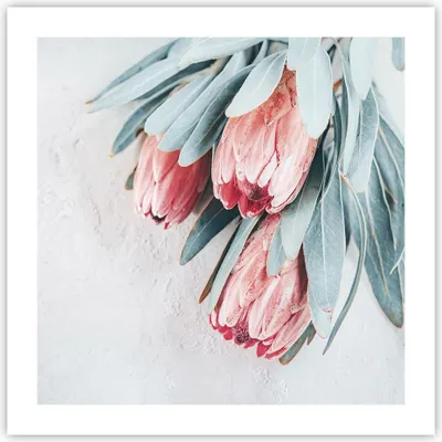 Produktbild von Poster - Poster ohne Rahmen - Blume Eukalyptus Australier - 50x50 cm - Wand Bild - Wanddeko - Wandbilder - Kunstposter - Wandposter - Bilder - Kunstdruck - Wanddekoration - Wandbild - P2XAC50x50-5016