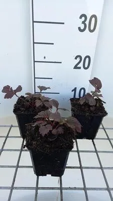 Produktbild von 6 x  Rodgersia pinn. 'Chocolate Wings'® - Schaublatt - Topf 9 x 9 cm