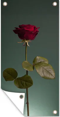 Produktbild von MuchoWow® 80x160 cm Outdoor-Poster Gartendeko Sichtschutz Garten Poster für den Garten  Rosen - Rose - Rot