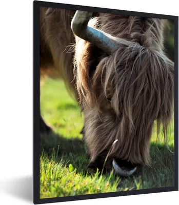 Produktbild von MuchoWow® Gerahmtes Poster Schottischer Highlander - Hörner - Sonne 60x80 cm - Poster mit Schwarzem Bilderrahmen Wandposter Rahmen Foto Bilder - Premium - Wanddeko Wohnzimmer