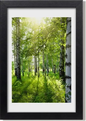 Produktbild von Bild 20x30 MDF-Rahmen, Wandkunst Birkenwald