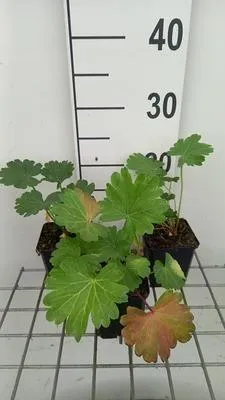 Zdjęcie produktu dla 6 x Sidalcea candida - malwa preriowa - doniczka 9 x 9 cm