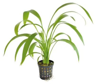 Productafbeelding van Aquafleur Echinodorus Decumbens | Zwaardplant | in 5 cm pot
