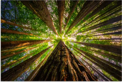 Produktbild von MuchoWow® Poster Wald - Baum - Holz 180x120 cm - Fotoplakat