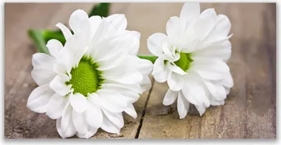 Produktbild von Tulup Leinwand-Bilder 140x70 Wandbild Canvas Kunstdruck Blumen Pflanzen