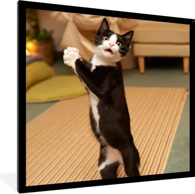 Produktbild von MuchoWow® Gerahmtes Poster Katze - Wohnzimmer - Schwarz 40x40 cm - Poster mit Schwarzem Bilderrahmen Wandposter Rahmen Foto Bilder - Mit Rahmen - Wanddekoration Schlafzimmer
