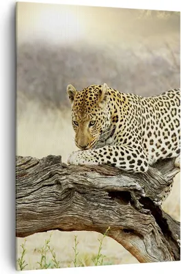 Produktbild von Bild auf Leinwand - Leinwandbild - Einteilig - Afrika Leopard Katze Safari - 70x100cm - Wand Bild - Wanddeko - Wandbilder - Leinwanddruck - Wanddekoration - Leinwand bilder - Wandbild - PA70x100-2599