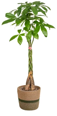 Produktbild von Pachira Aquatica - Geldbaum - mit Korb - 120-140cm - Ø24cm - Zimmerpflanze - Immergrün