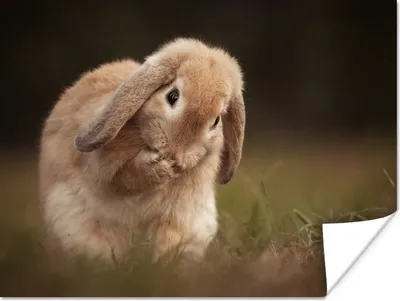 Produktbild von MuchoWow® Poster Kaninchen - Tier - Porträt 120x90 cm - Wandbild