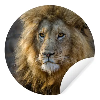 Produktbild von MuchoWow® Runde Wandtattoo - Wandsticker Tapete Aufkleber Löwe - Porträt - Wild Ø 100 cm Selbstklebend und Repositionierbar - Wandaufkleber - Kreis - Tapetenkreis - Wandbild rund - Schlafzimmerdekoration - Wanddeko - runde Tapete - Kunst für zu Hause