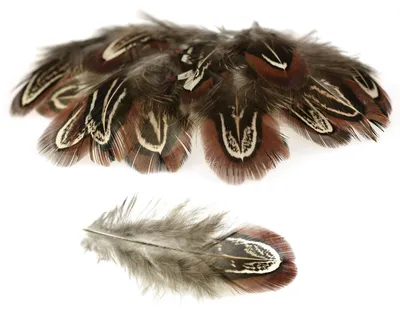 20 Hühnerfedern f. z.B. Federkostüm ca. 4~8x1~2cm gefärbt, Farbe braun