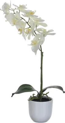 Produktbild von Mica Decorations Phalaenopsis Kunstpflanze im Blumentopf Tusca - H60 x Ø16 cm - Weiß
