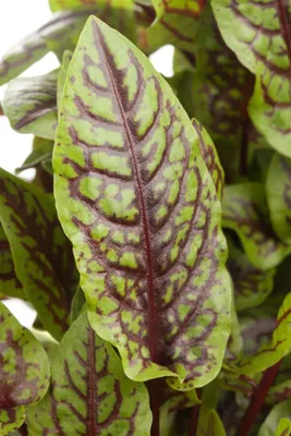 Produktbild von Rumex sanguineus, Blutampfer, dekoratives Laub, ca. 9x9 cm Topf