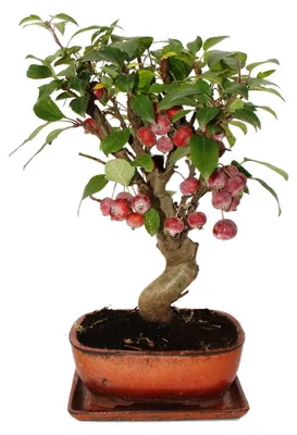 Produktbild von Bonsai-Apfelbaum - Zierapfelbaum - Malus - Topf mit 21 cm Durchmesser und Untersetzer - ca. 12 Jahre alt