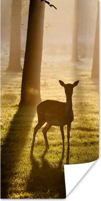 Produktbild von MuchoWow® Poster Hirsche - Sonne - Bäume 40x80 cm - Dekoration