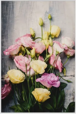 Produktbild von Wallario Wandbild Gelbe und rosane Rosen, Größe: 61 x 91,50 cm, Poster mit weißem Aluminiumrahmen