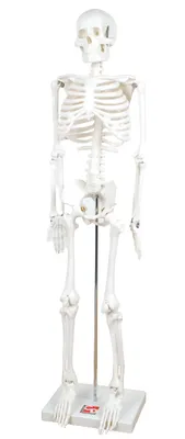 Image de TickiT Jouets éducatifs squelette demi-tube modèle anatomie enfants