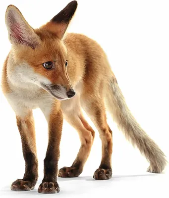 Produktbild von homeBLOCKrocks® MAGNET „fox I“