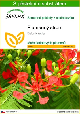 Obrázek produktu pro SAFLAX - plamenný strom - Delonix regia - 6 Semena - S pěstebním substrátem bez klíčků