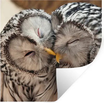Produktbild von MuchoWow® Wandtattoo Wandsticker Wandaufkleber Eulen - Vögel - Schnabel - Familie 50x50 cm Selbstklebend und Repositionierbar - Selbstklebend - Fototapeten