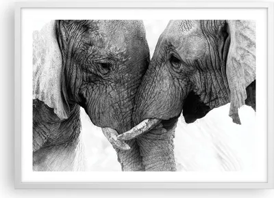 Produktbild von Gerahmtes Poster - Weißer Rahmen - Elefanten Safari Bond - 70x50 cm - Wand Bild - Wanddeko - Wandbilder - Kunstposter - Wandposter - Bilderrahmen - Bilder - Kunstdruck - P2WAA70x50-4973