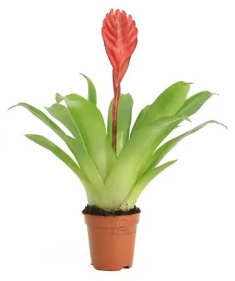 Productafbeelding van Moerings Vriesea Bromelia in 5 cm pot
