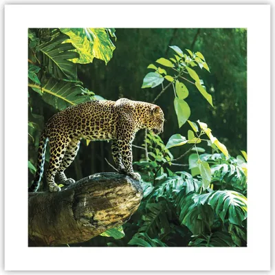 Produktbild von Poster - Poster ohne Rahmen - Dschungel Leopard Panther - 40x40 cm - Wand Bild - Wanddeko - Wandbilder - Kunstposter - Wandposter - Bilder - Kunstdruck - Wanddekoration - Wandbild - P2XAC40x40-4502