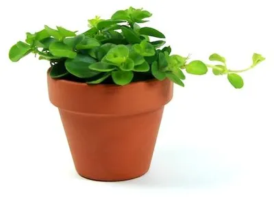 Obrázok produktu pre Gardners Peperomia rotundifolia, priemer 6 cm