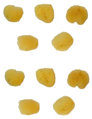 Immagine prodotto di Spazzole naturali per pittura, set da 10, con setole fini, ideali per lavori di pittura