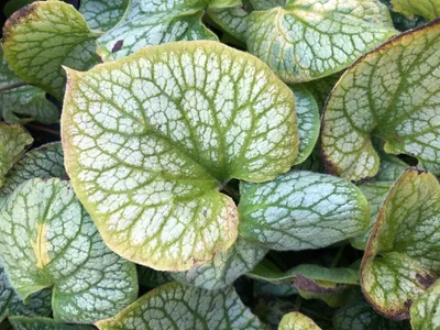 Produktbild von 6 x Brunnera macrophylla 'Jack Frost' - Caucasich vergiss mich nicht im 9x9 cm Topf