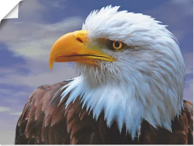 Produktbild von ARTland Poster Weißkopfseeadler Größe: 60x45 cm
