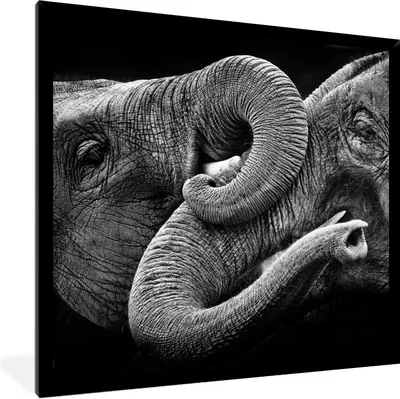 Produktbild von MuchoWow® Gerahmtes Poster Elefant - Tier - Rüssel 40x40 cm - Poster mit Schwarzem Bilderrahmen Wandposter Rahmen Foto Bilder - Mit Rahmen - Wanddekoration Schlafzimmer