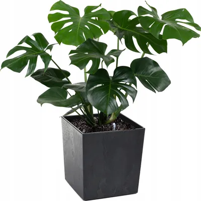 Produktbild von Lamela Blumentopf | Juka | Mit Einsatz | Schwarz Beton | 19 cm