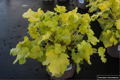 Obrázek produktu pro 6 x Heuchera 'Lime Marmelade'®- Fialová zvonková květina - květináč 9x9 cm