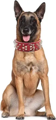 Produktbild von s Spiked-Leder-Halsband mit Kugel-Schrauben für mittelgroße und große Hunde - 2 Zoll breit, Gold-Braun