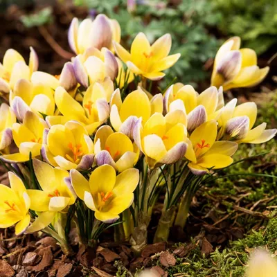Produktbild von Blumenzwiebeln Blumen Zwiebeln Crocus Frühlingskrokus Advance 10 St.