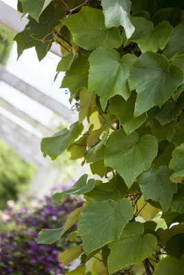 Produktbild von Vitis vinifera coignetiae, Zierwein, 60–100 cm