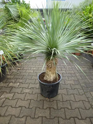 Produktbild von [Palmenlager]  XL Yucca rostrata 140 cm - Stamm 40/50 cm - Winterharte Palme