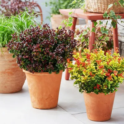 Produktbild von GreenboutiQ - Gartenpflanze - Leucothoe Curly Duo - Gelb & Rot - 2 Pflanzen - Immergrün - Pflegeleicht - Topf 17cm Höhe 35 - 45cm
