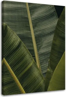 Produktbild von Leinwandbild tropische bananenblätter 80x120 cm Feeby grün wandbild bereit zum aufhängen