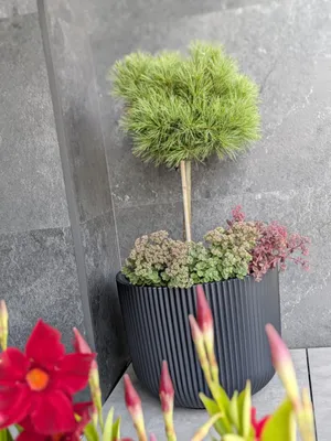 Image de Prosperplast s.r.o. Pot de fleurs avec insert MILLY anthracite 29,8 cm
