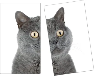 Produktbild von Spritzschutz Herdabdeckplatte Schneidebrett aus Glas Erschreckte Katze 2-Teilig (60x52cm)