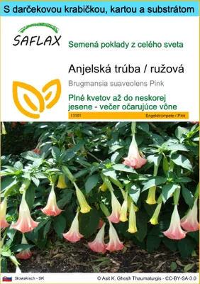 Obrázok produktu pre SAFLAX Darčeková sada - Anjelská trúba / ružová - Brugmansia suaveolens Pink - 10 Semená - S darčekovou krabičkou, prepravným štítkom, darčekovou kartou a pestovateľským médiom